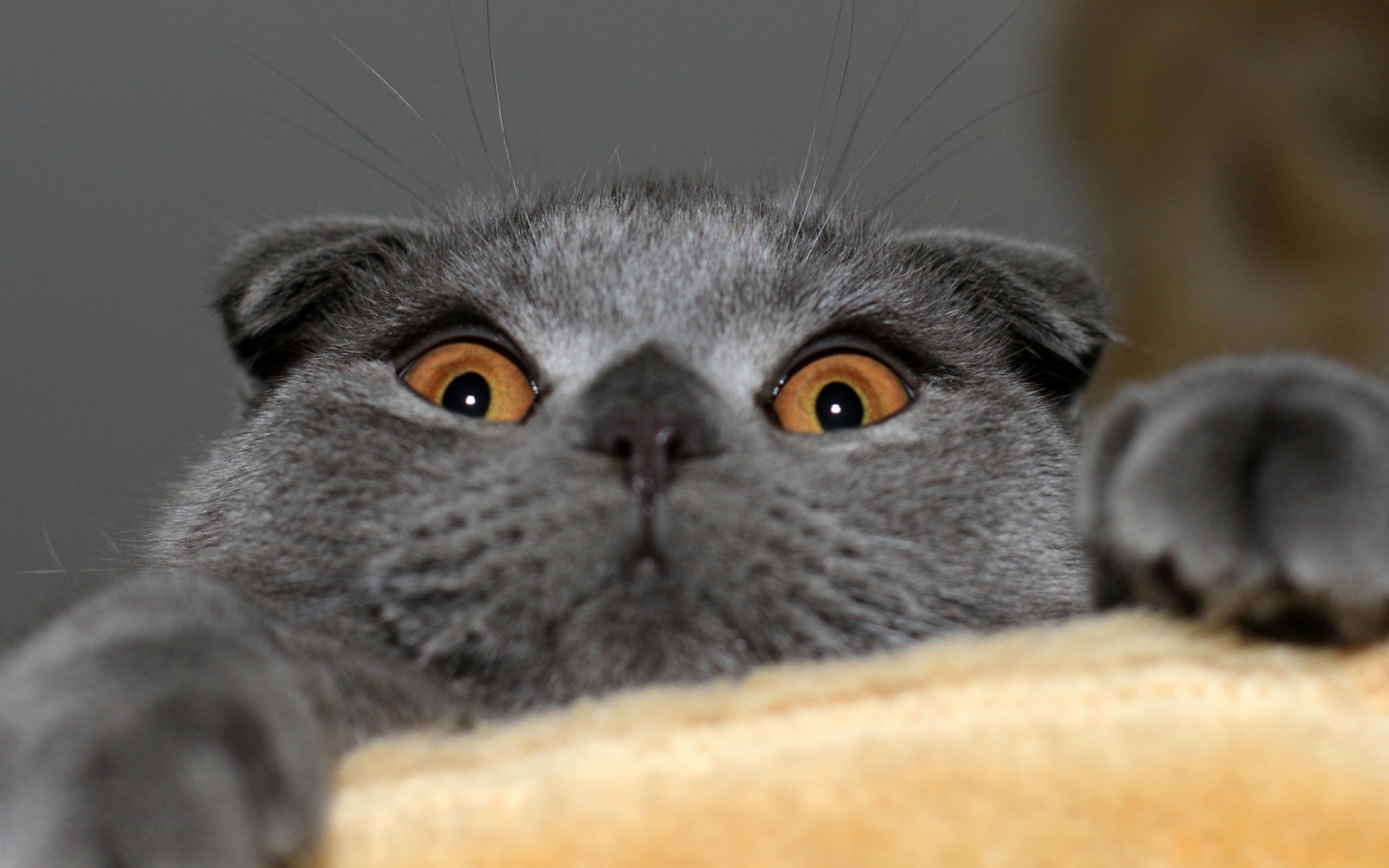 Playful Scottish Fold Cat for 1440 x 900 widescreen resolution