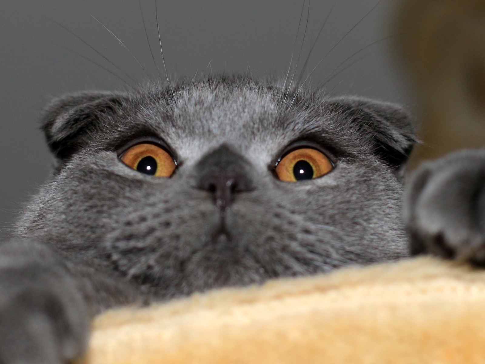 Playful Scottish Fold Cat for 1600 x 1200 resolution