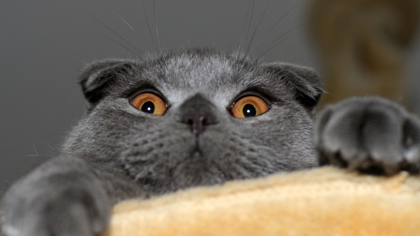 Playful Scottish Fold Cat for 1600 x 900 HDTV resolution