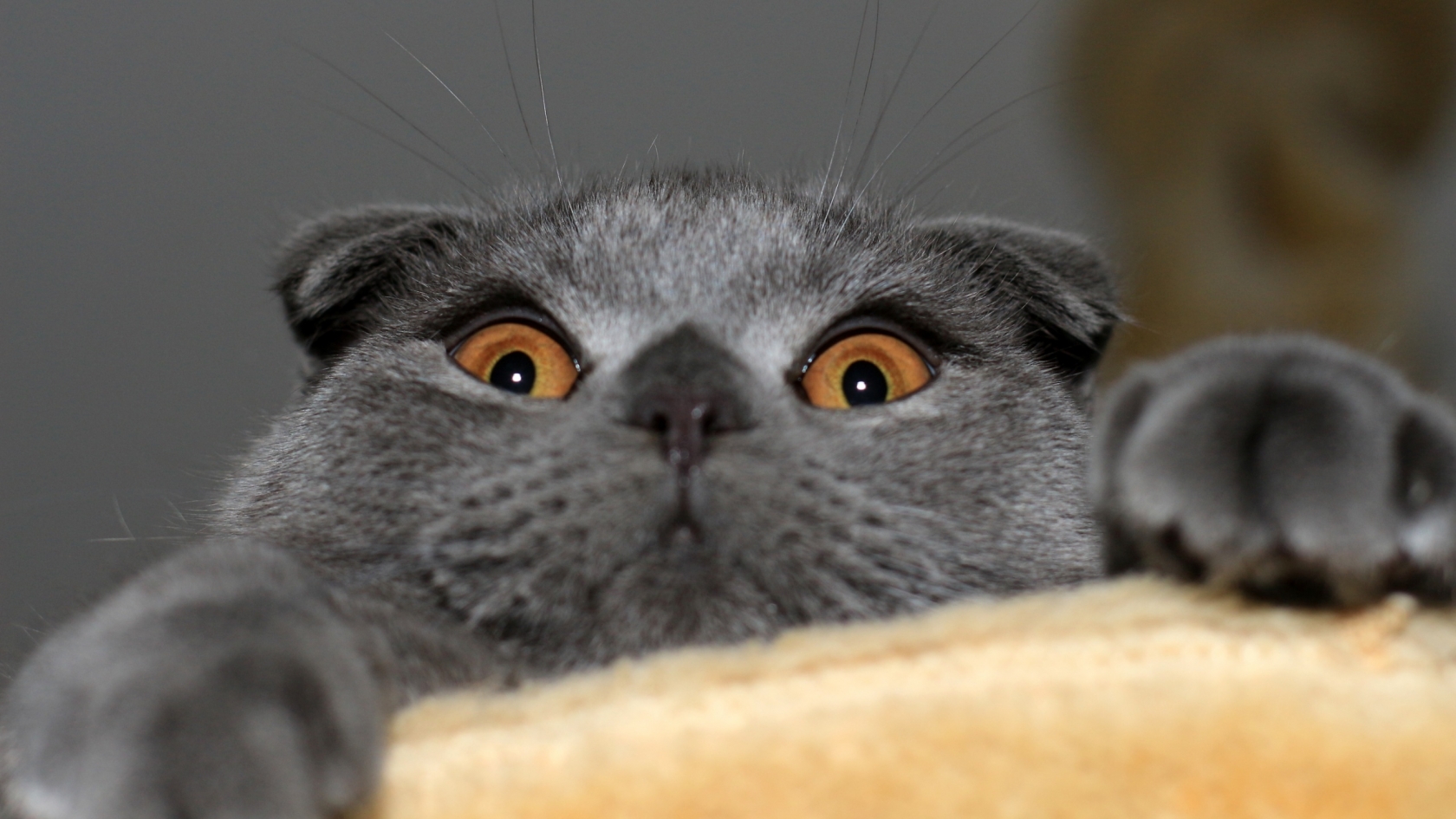 Playful Scottish Fold Cat for 1680 x 945 HDTV resolution