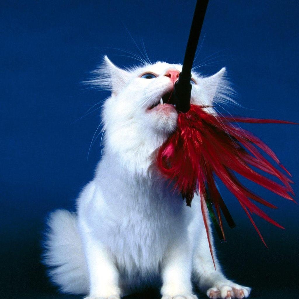 Playful Turkish Angora Cat for 1024 x 1024 iPad resolution