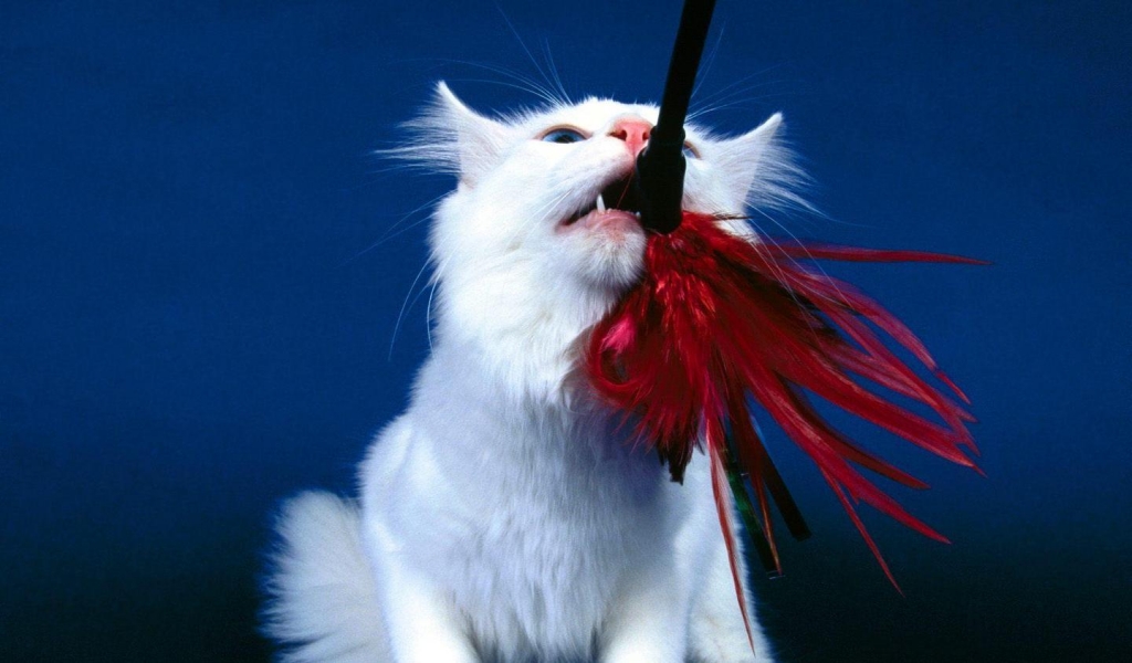 Playful Turkish Angora Cat for 1024 x 600 widescreen resolution