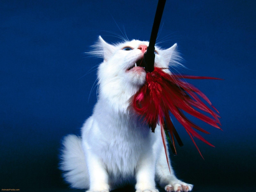 Playful Turkish Angora Cat for 1024 x 768 resolution