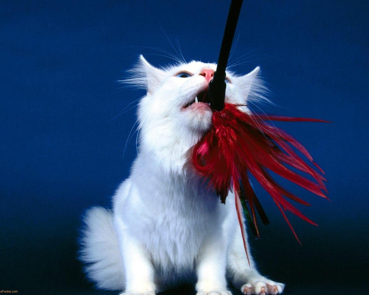Playful Turkish Angora Cat for 1280 x 1024 resolution
