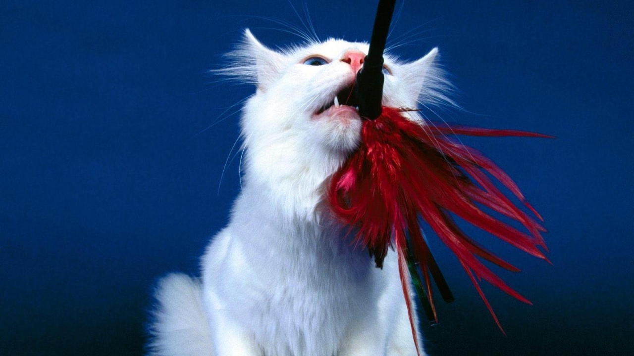 Playful Turkish Angora Cat for 1280 x 720 HDTV 720p resolution