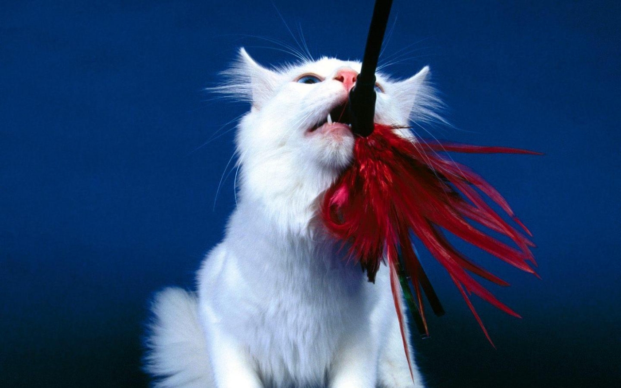 Playful Turkish Angora Cat for 1280 x 800 widescreen resolution