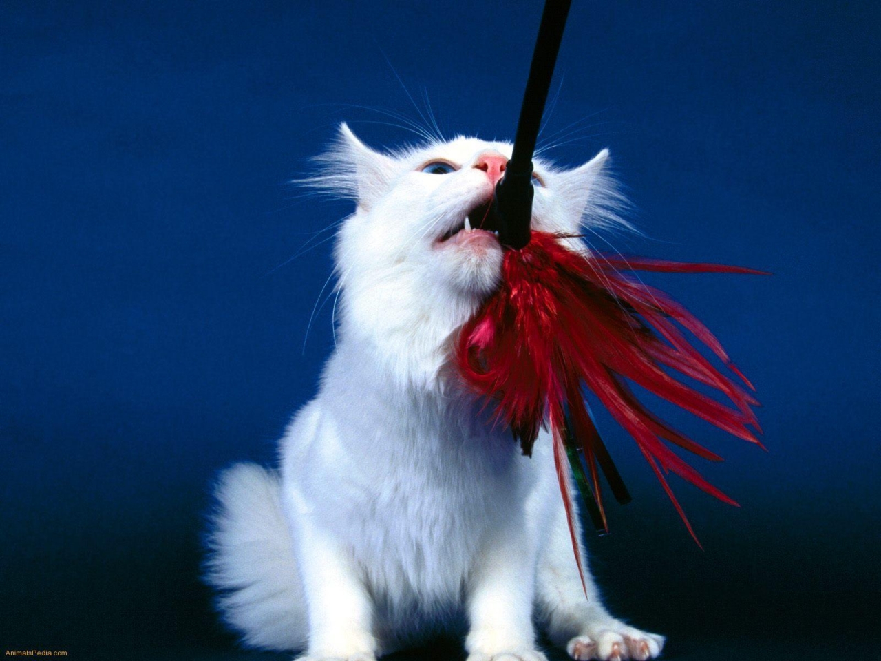 Playful Turkish Angora Cat for 1280 x 960 resolution