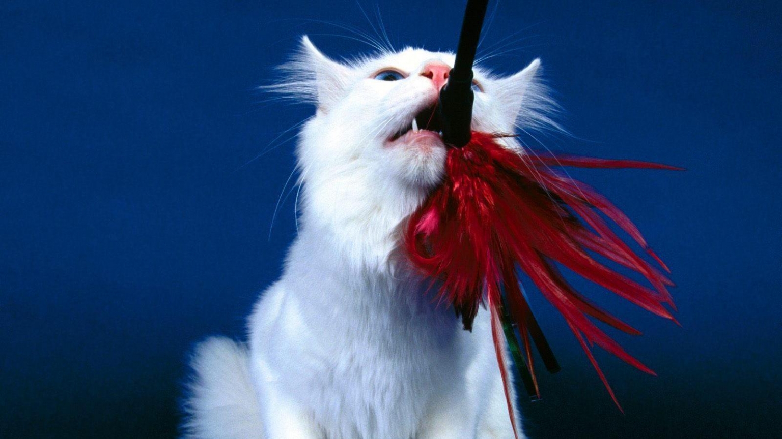 Playful Turkish Angora Cat for 1536 x 864 HDTV resolution