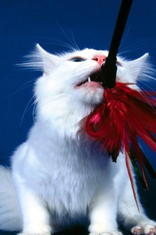 Playful Turkish Angora Cat for 320 x 480 iPhone resolution