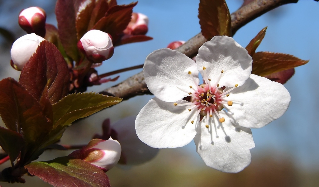 Plum tree blossoms for 1024 x 600 widescreen resolution