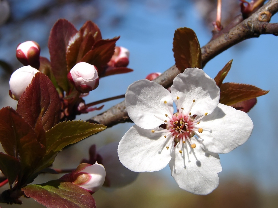 Plum tree blossoms for 1152 x 864 resolution