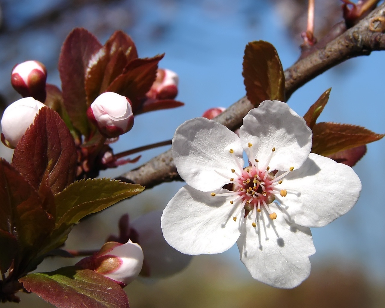 Plum tree blossoms for 1280 x 1024 resolution