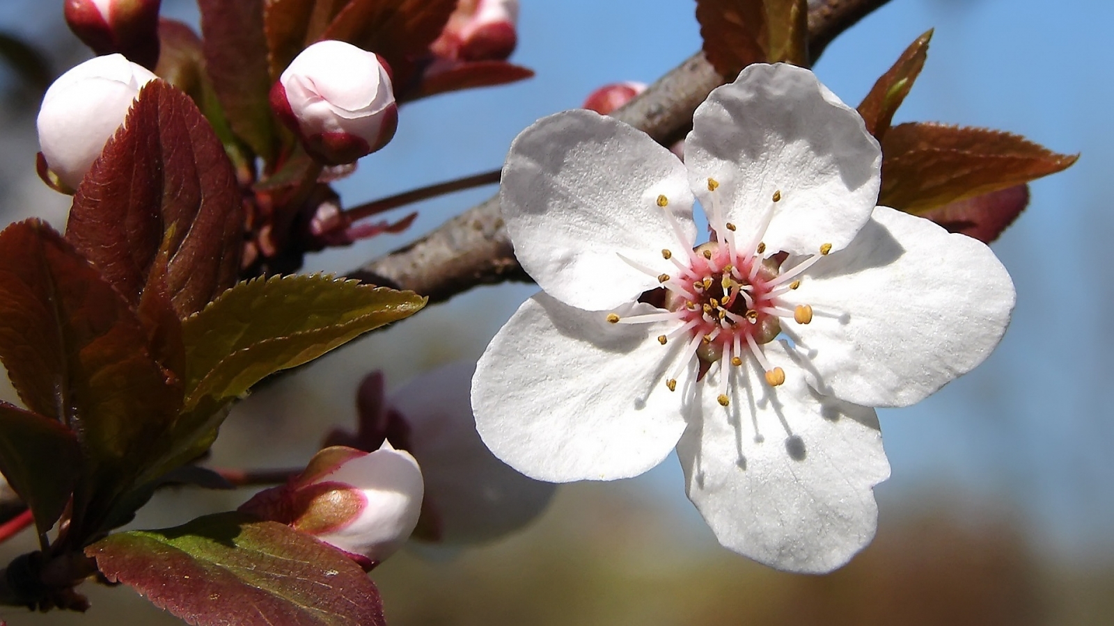 Plum tree blossoms for 1600 x 900 HDTV resolution