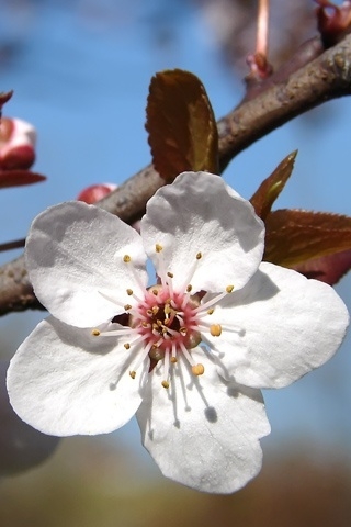 Plum tree blossoms for 320 x 480 iPhone resolution
