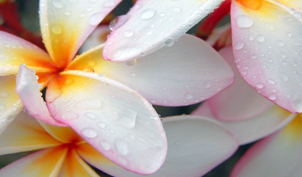 Plumeria after Morning Rain for 1024 x 600 widescreen resolution