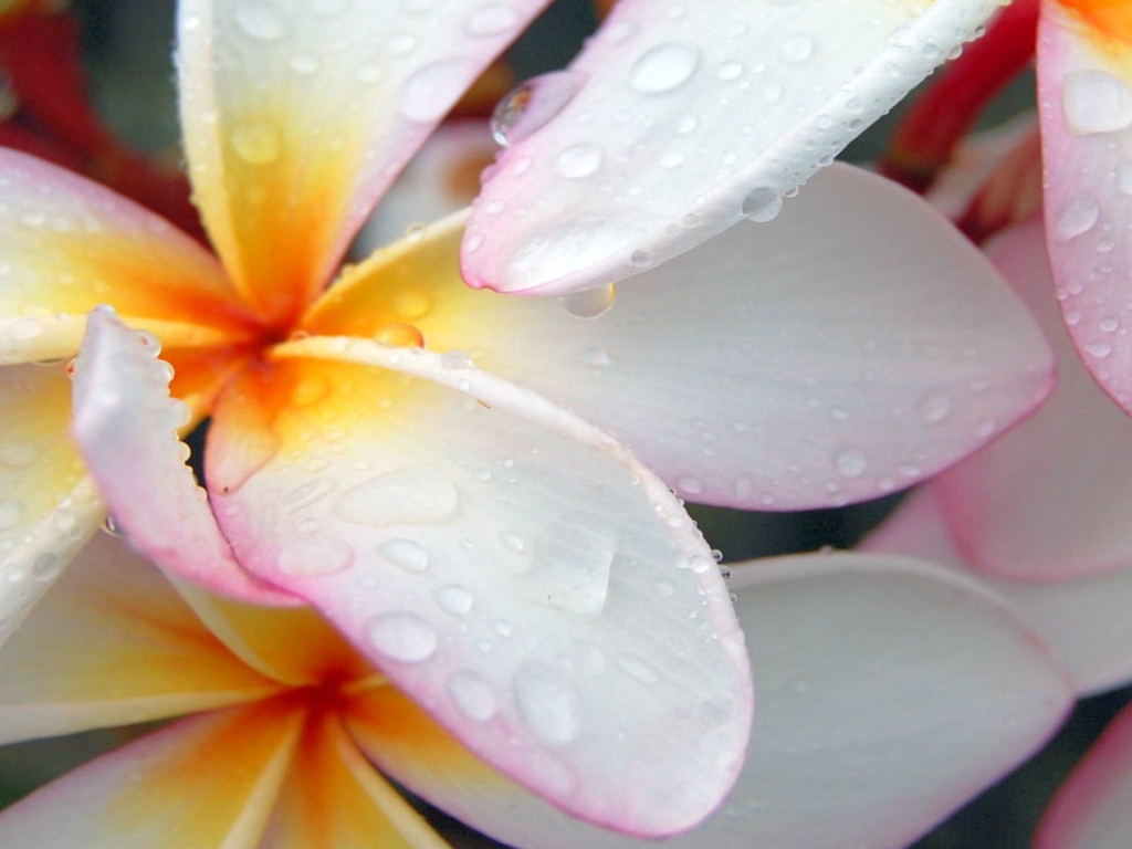 Plumeria after Morning Rain for 1024 x 768 resolution