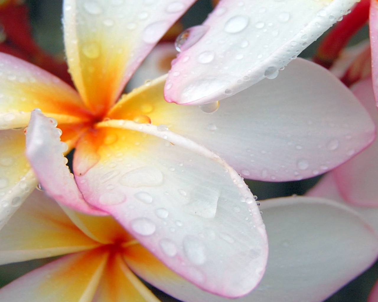 Plumeria after Morning Rain for 1280 x 1024 resolution