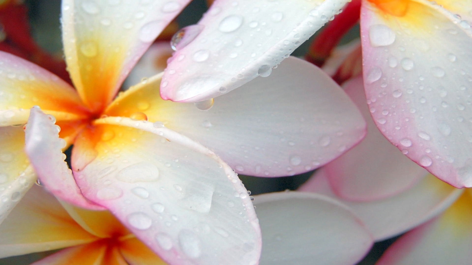 Plumeria after Morning Rain for 1536 x 864 HDTV resolution