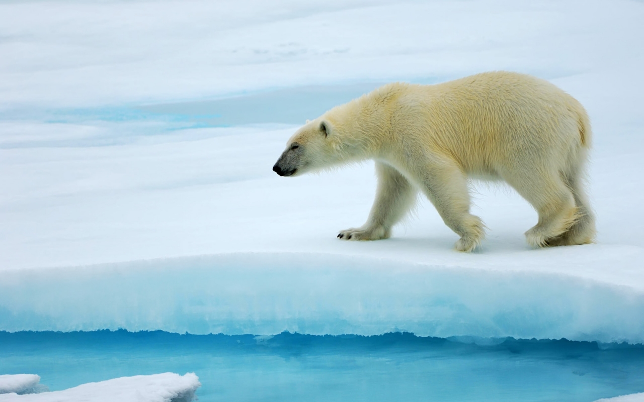 Polar Bear Alone for 1280 x 800 widescreen resolution