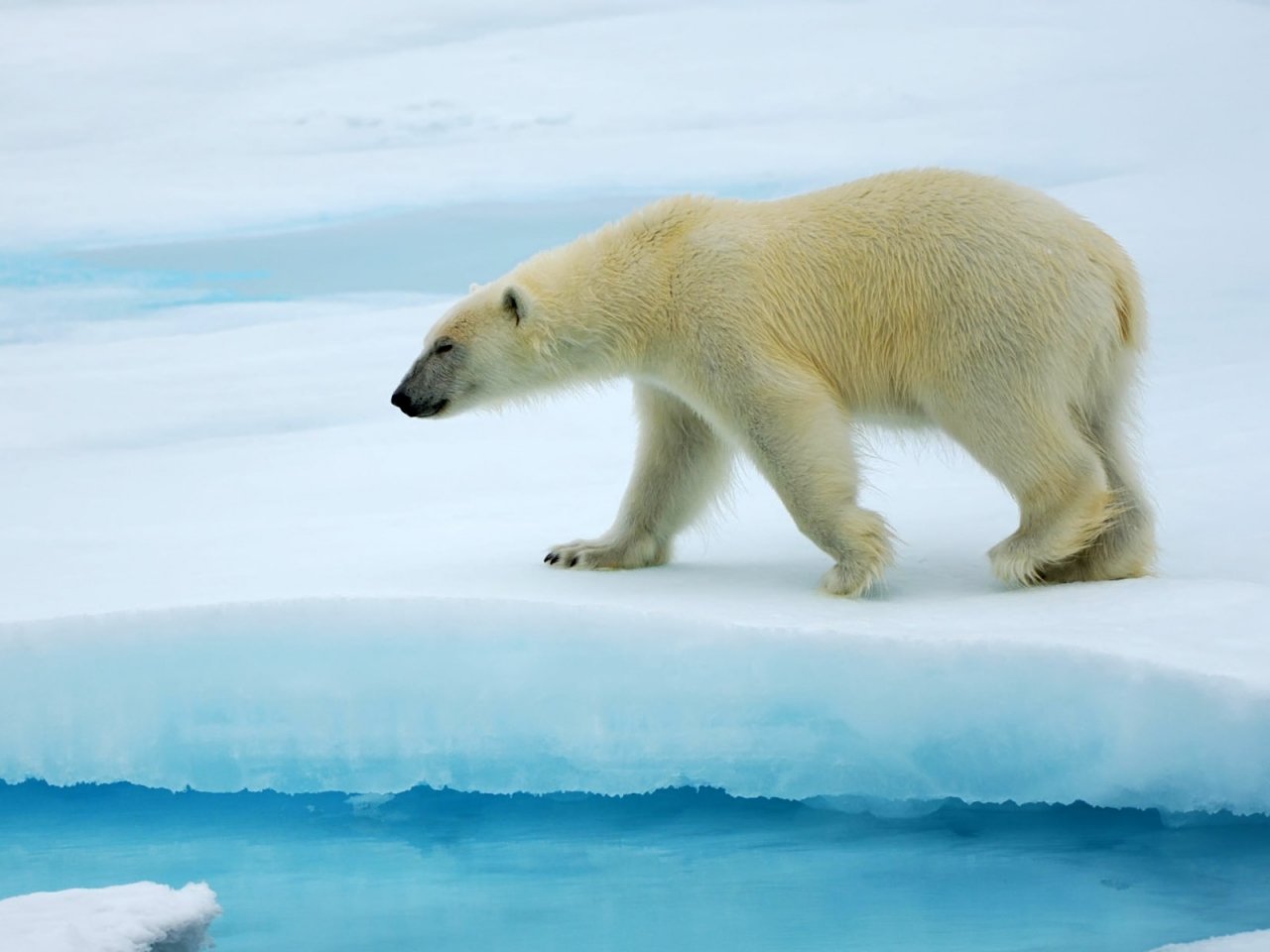 Polar Bear Alone for 1280 x 960 resolution