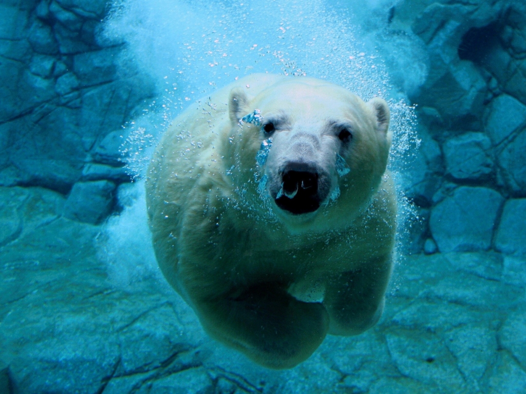 Polar Bear Diving for 1024 x 768 resolution