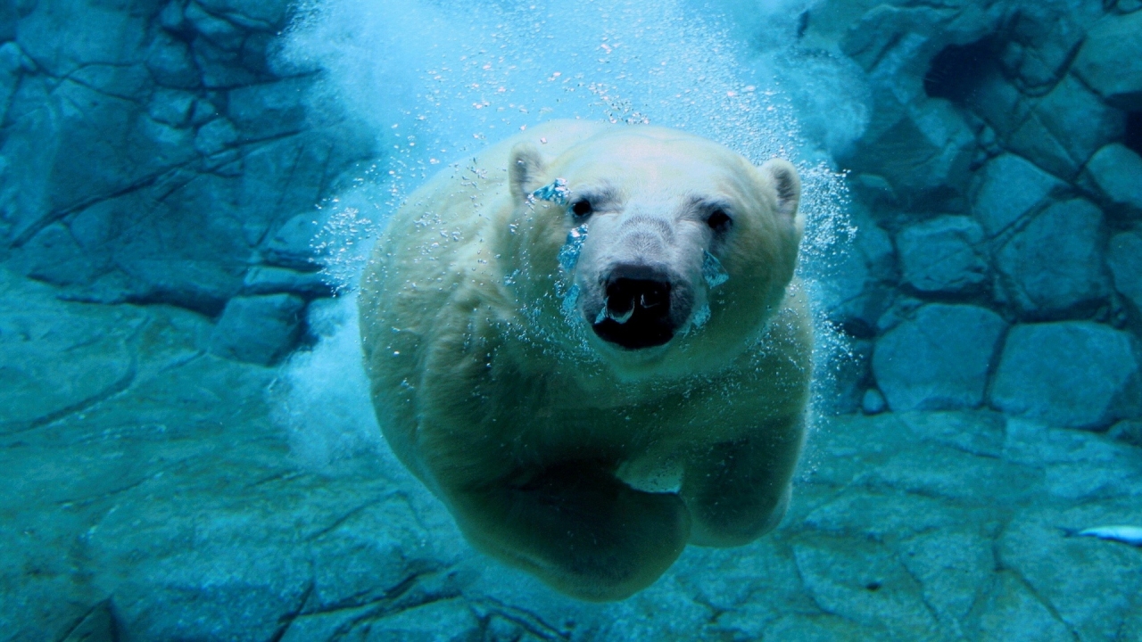 Polar Bear Diving for 1280 x 720 HDTV 720p resolution