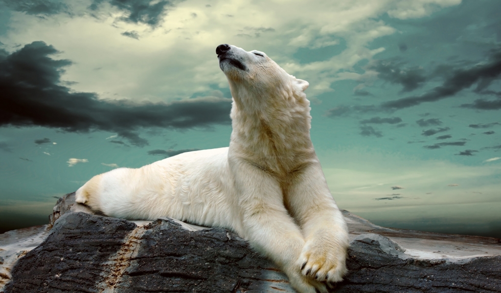 Polar Bear Dreaming for 1024 x 600 widescreen resolution