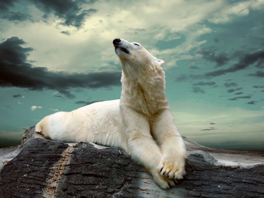 Polar Bear Dreaming for 1024 x 768 resolution