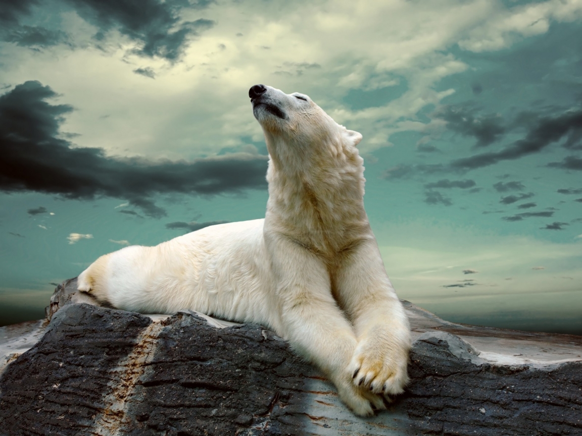 Polar Bear Dreaming for 1152 x 864 resolution
