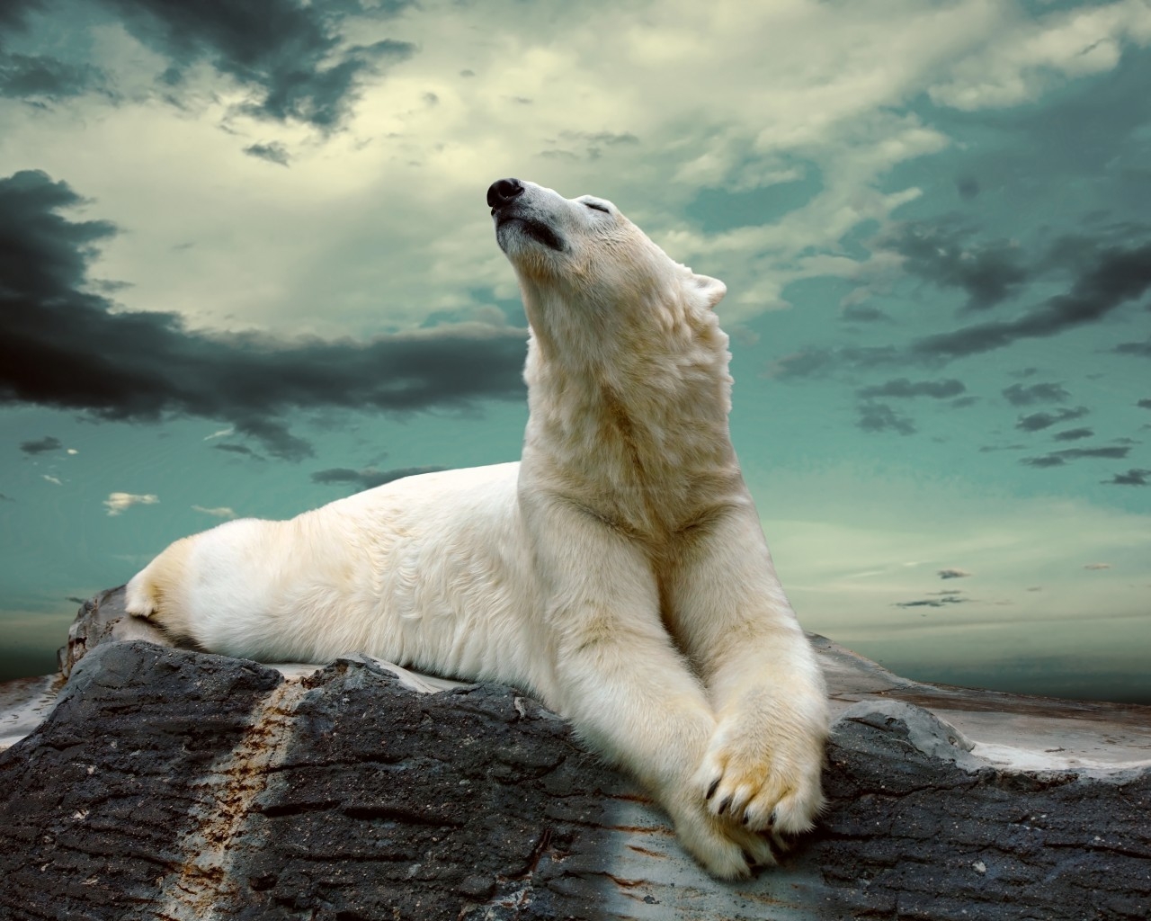 Polar Bear Dreaming for 1280 x 1024 resolution