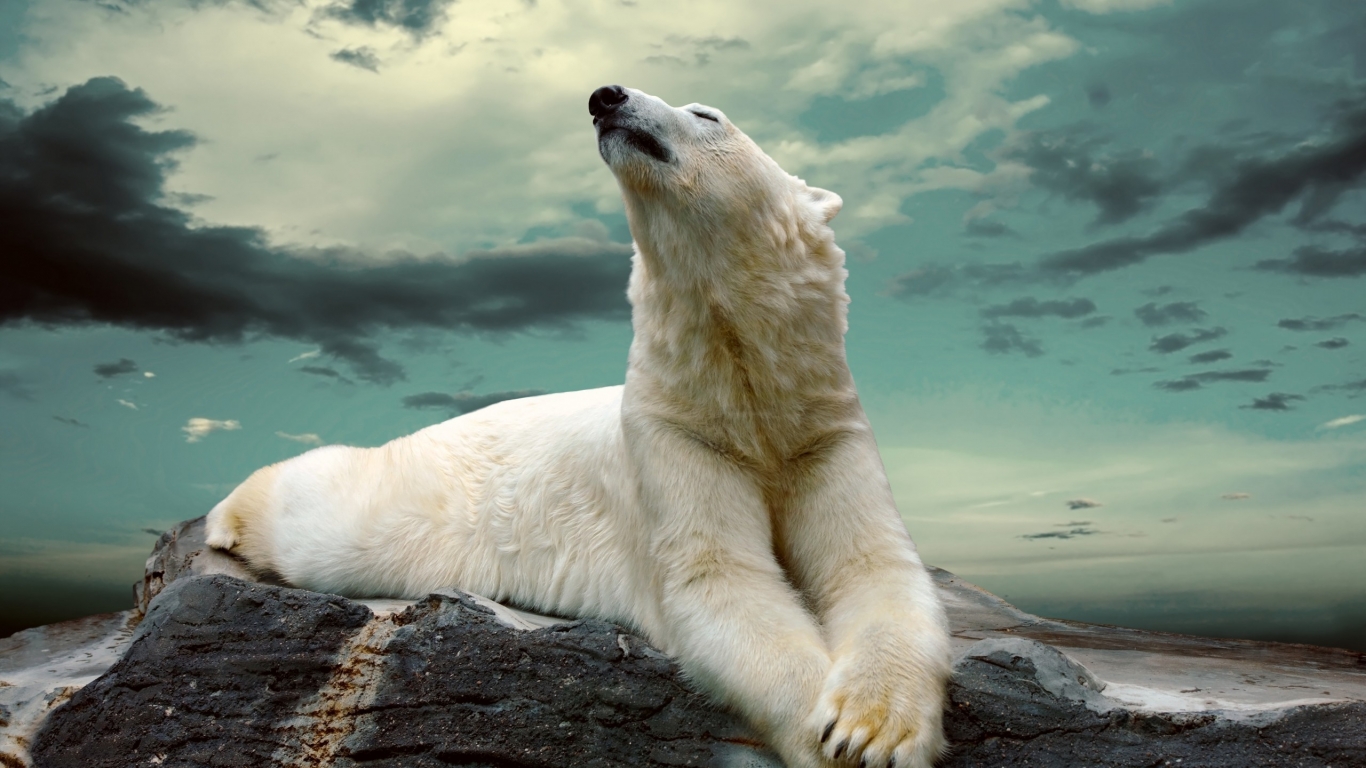 Polar Bear Dreaming for 1366 x 768 HDTV resolution