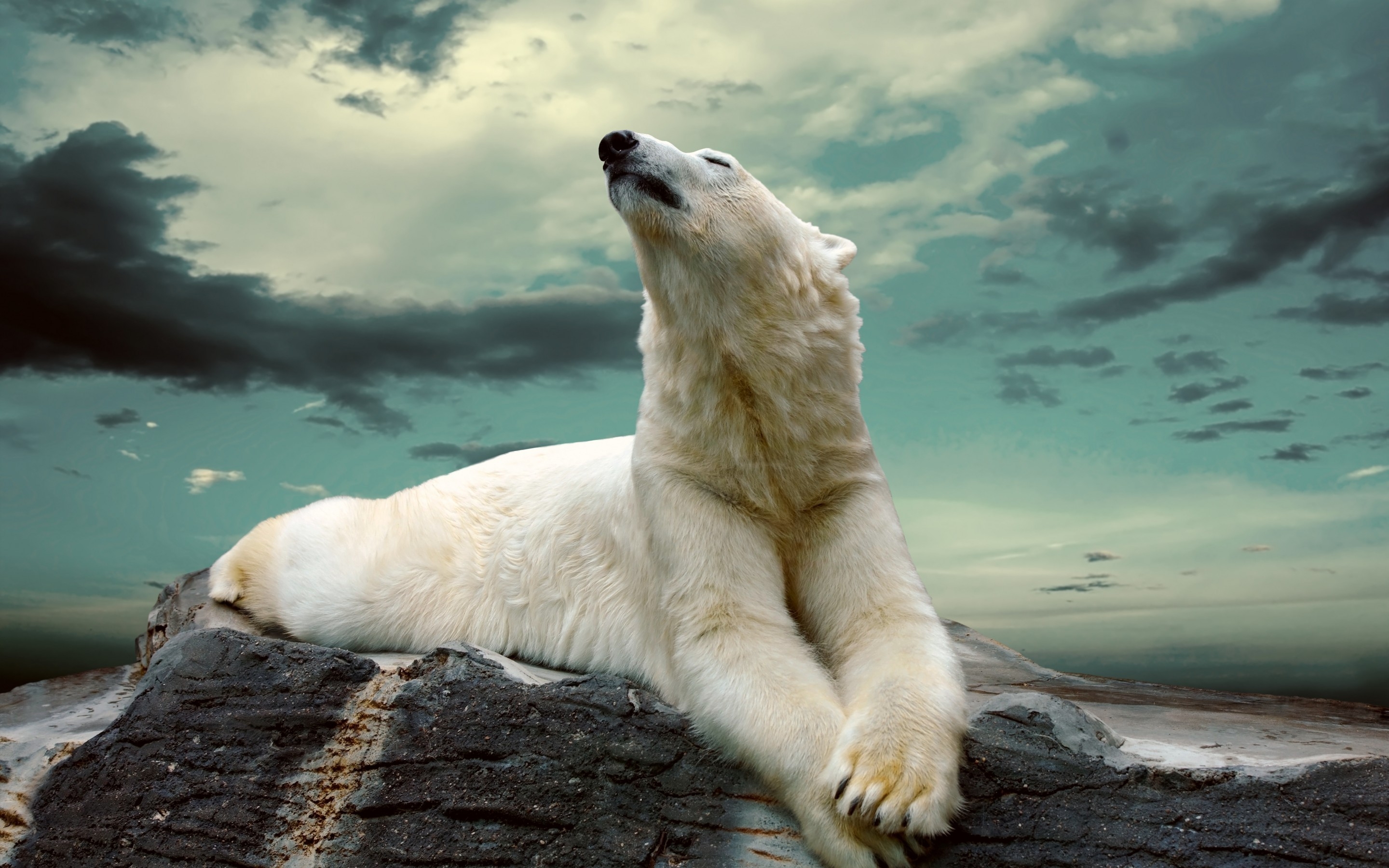 Polar Bear Dreaming for 2880 x 1800 Retina Display resolution