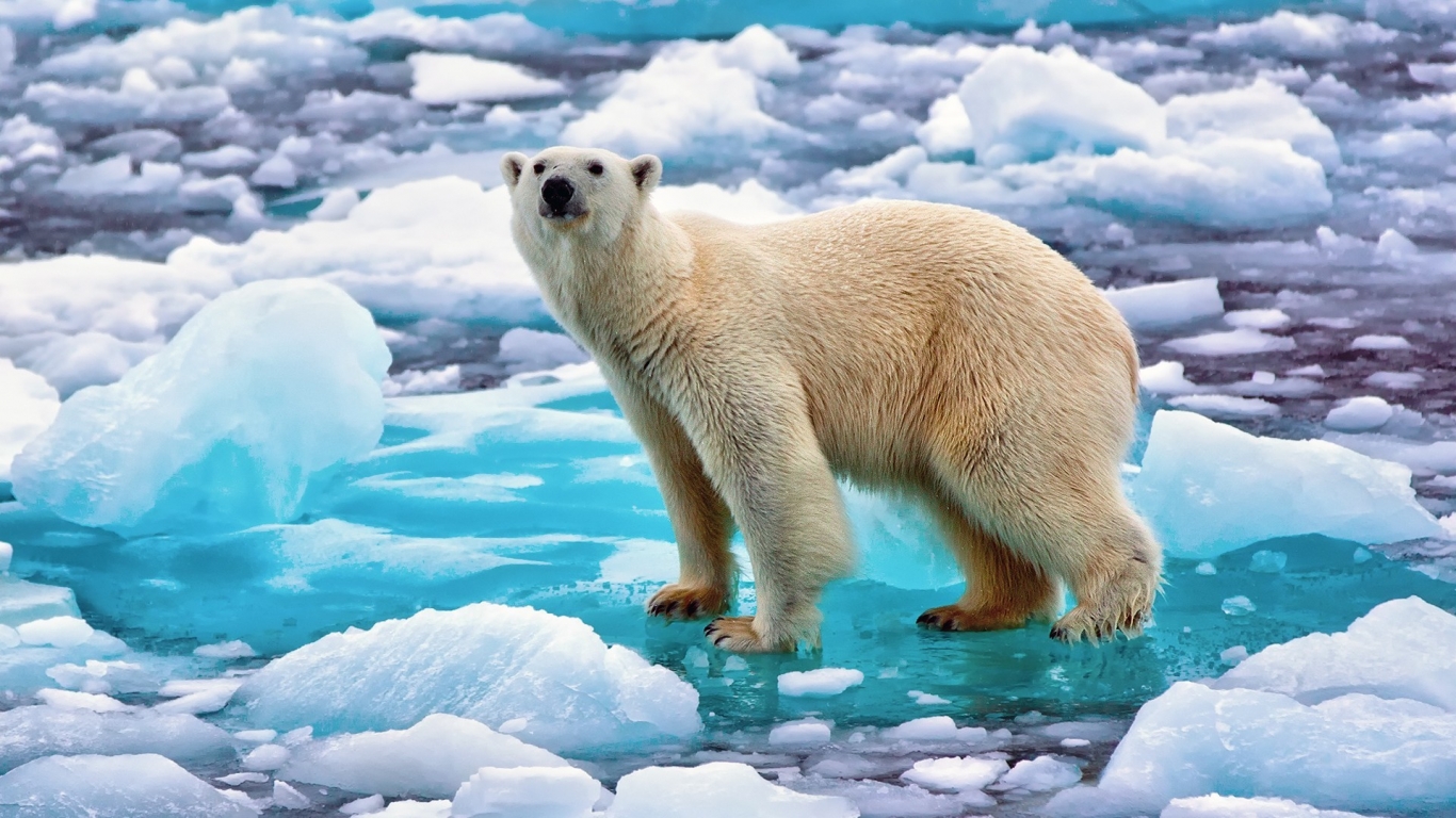 Polar Bear in Norway for 1366 x 768 HDTV resolution