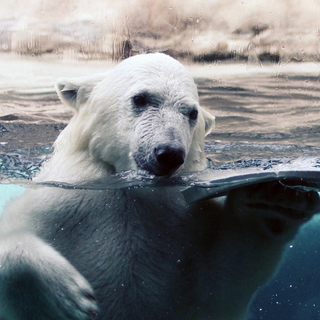 Polar Bear in Water for 1024 x 1024 iPad resolution
