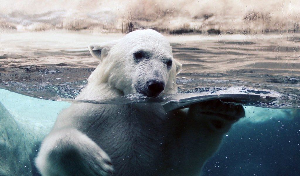 Polar Bear in Water for 1024 x 600 widescreen resolution