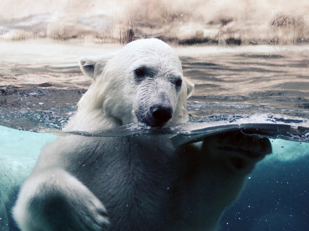 Polar Bear in Water for 1024 x 768 resolution