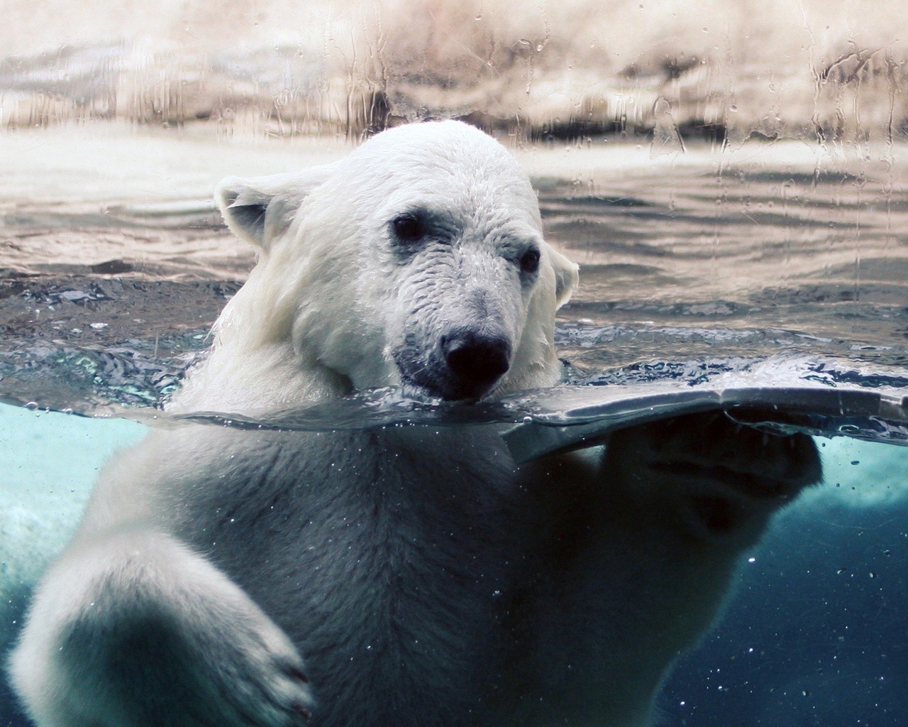 Polar Bear in Water for 1280 x 1024 resolution