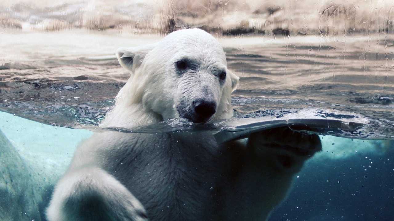 Polar Bear in Water for 1280 x 720 HDTV 720p resolution