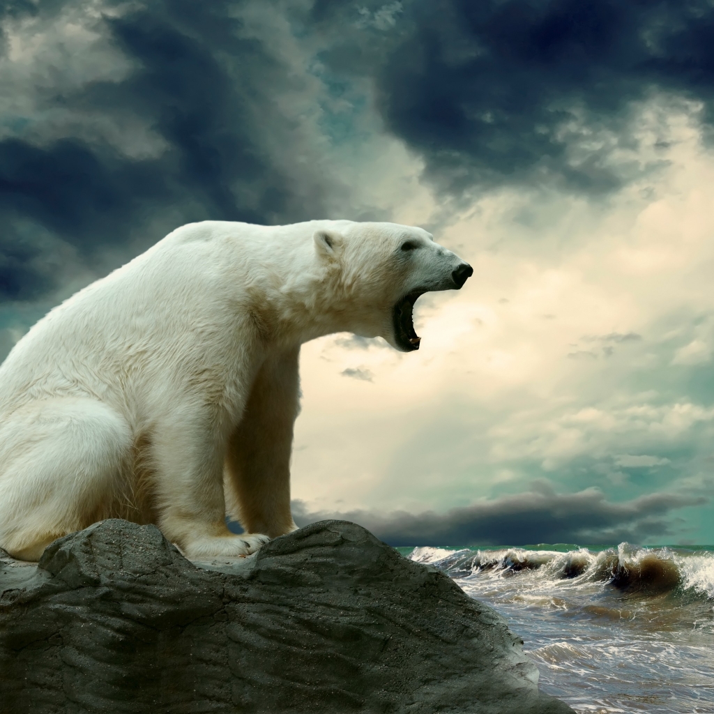 Polar Bear Shouting for 1024 x 1024 iPad resolution
