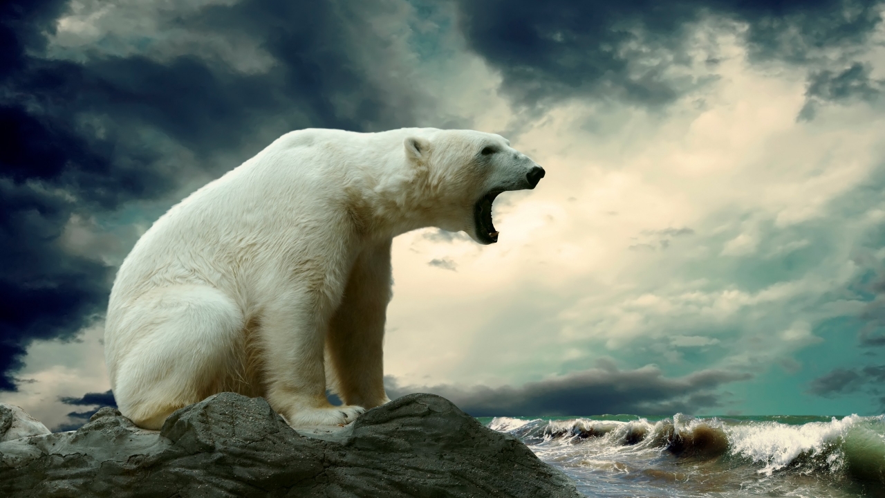 Polar Bear Shouting for 1280 x 720 HDTV 720p resolution