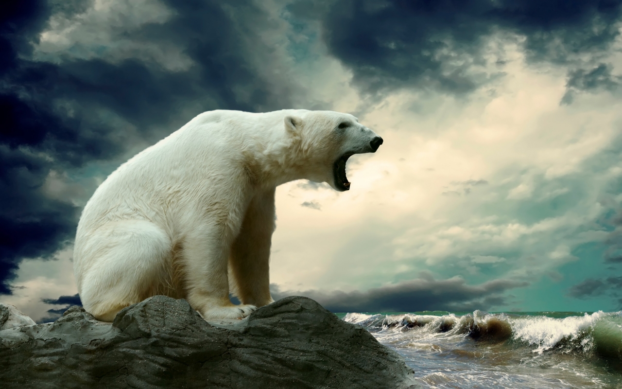 Polar Bear Shouting for 1280 x 800 widescreen resolution