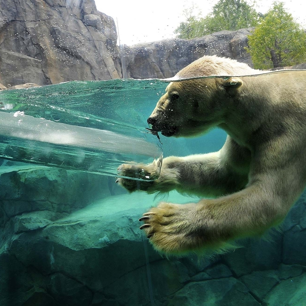 Polar Bear Swimming for 1024 x 1024 iPad resolution