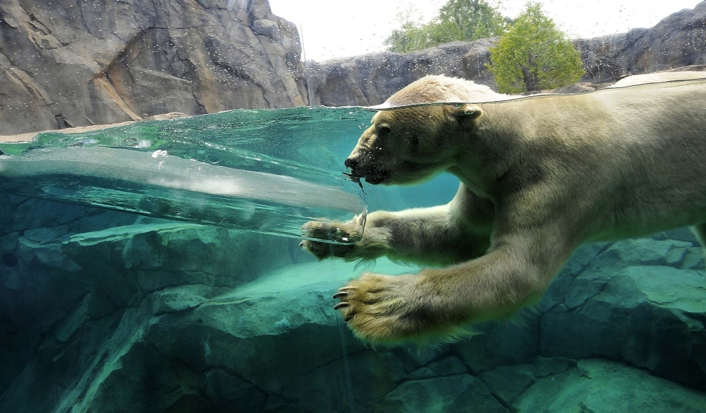 Polar Bear Swimming for 1024 x 600 widescreen resolution