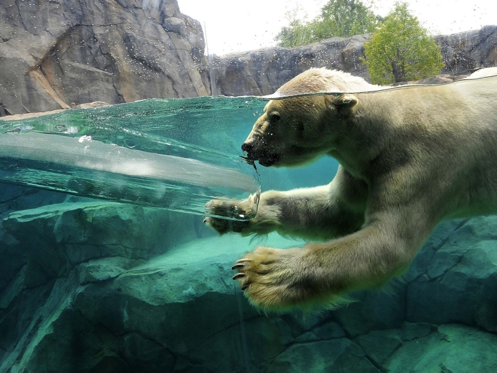 Polar Bear Swimming for 1024 x 768 resolution