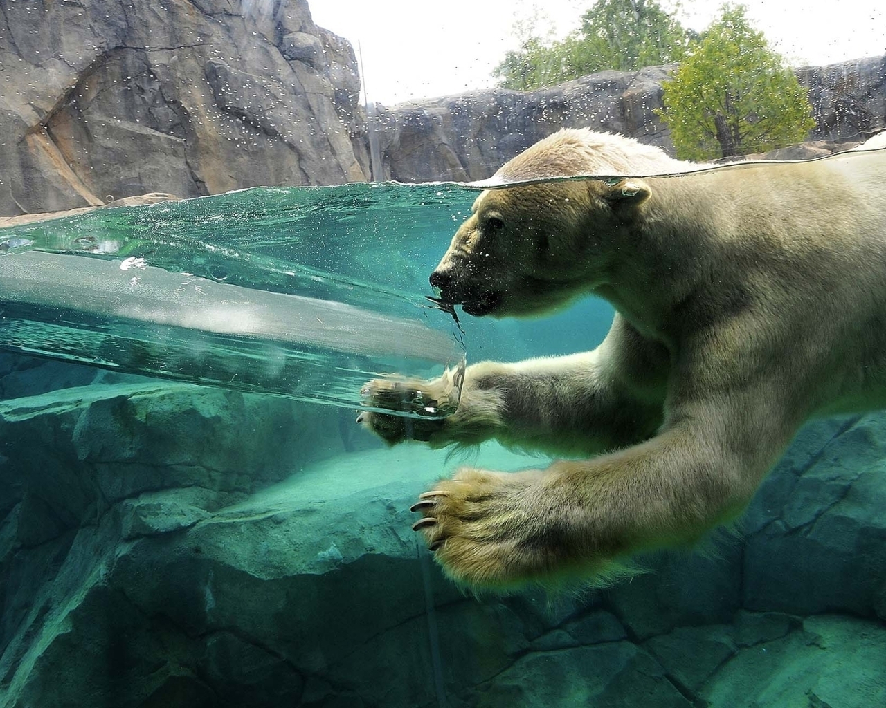 Polar Bear Swimming for 1280 x 1024 resolution