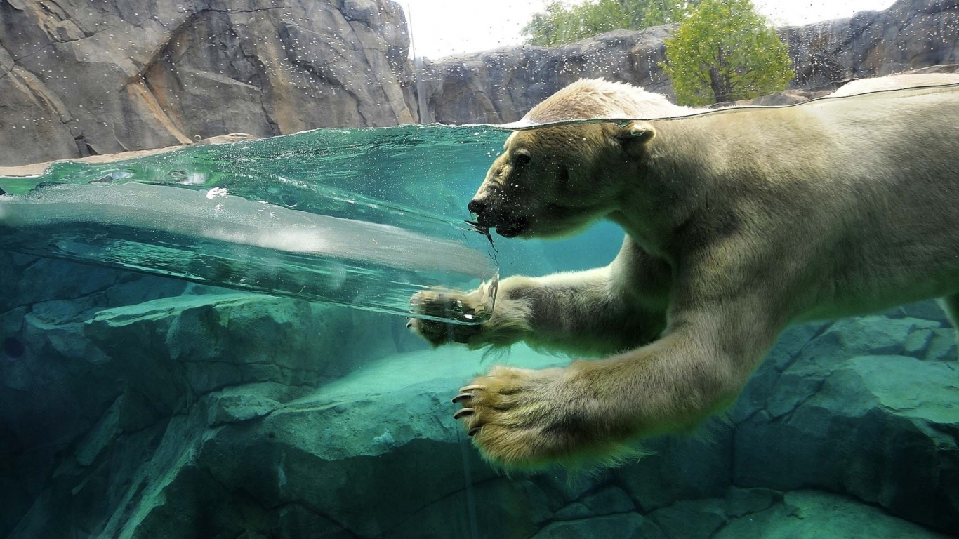 Polar Bear Swimming for 1366 x 768 HDTV resolution