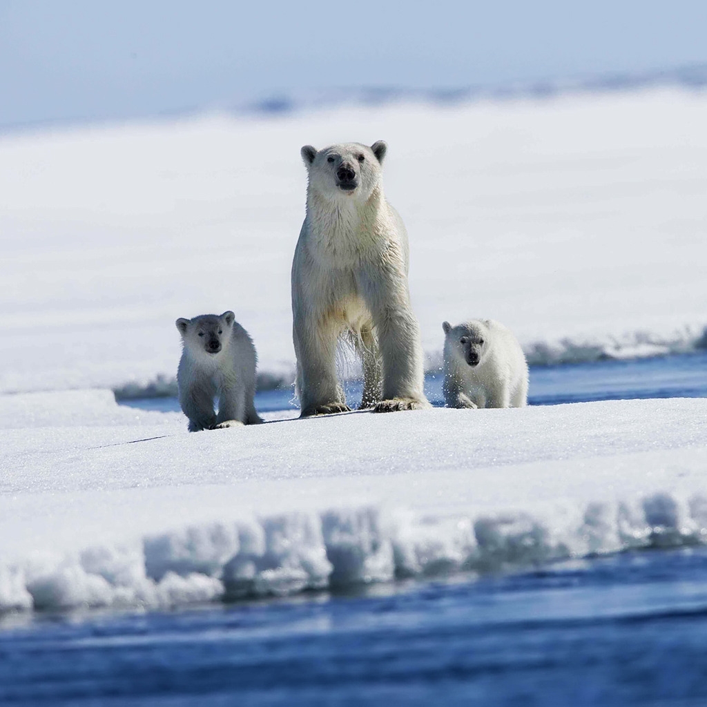 Polar bear with puppies for 1024 x 1024 iPad resolution
