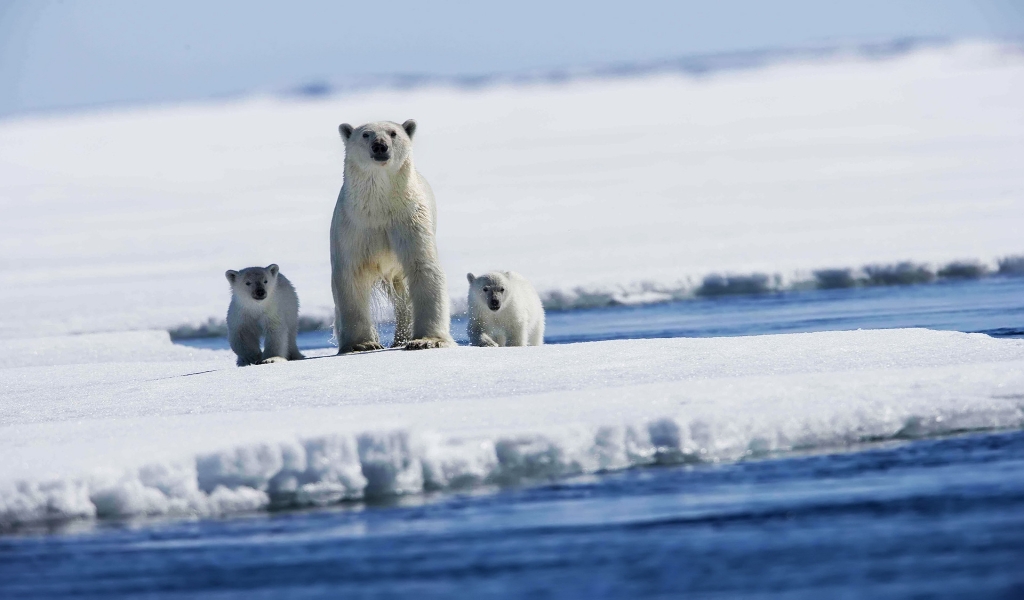 Polar bear with puppies for 1024 x 600 widescreen resolution