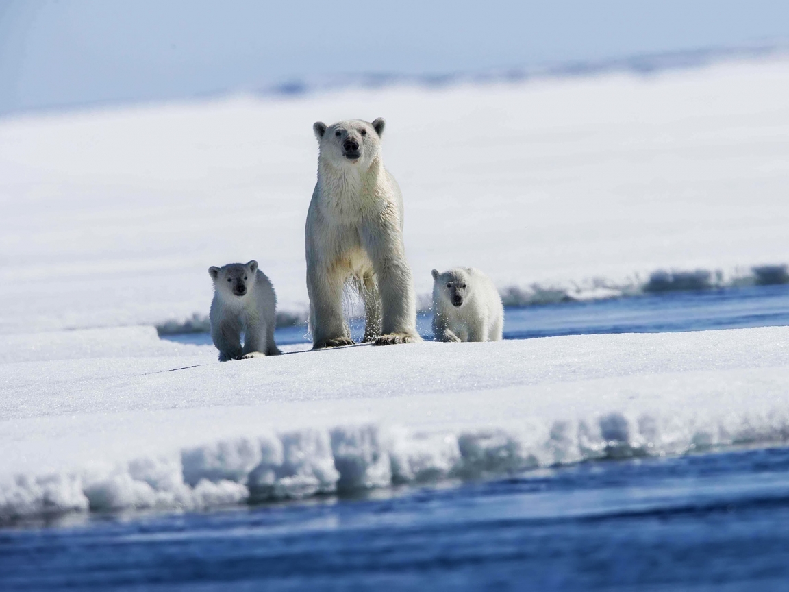 Polar bear with puppies for 1152 x 864 resolution