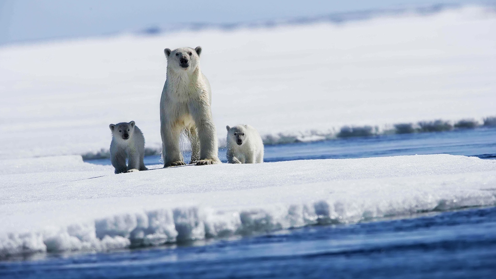 Polar bear with puppies for 1920 x 1080 HDTV 1080p resolution
